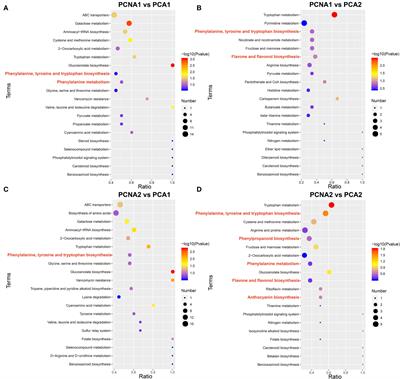 Comparative transcriptomic and metabolomic analyses reveal differences in flavonoid biosynthesis between PCNA and PCA persimmon fruit